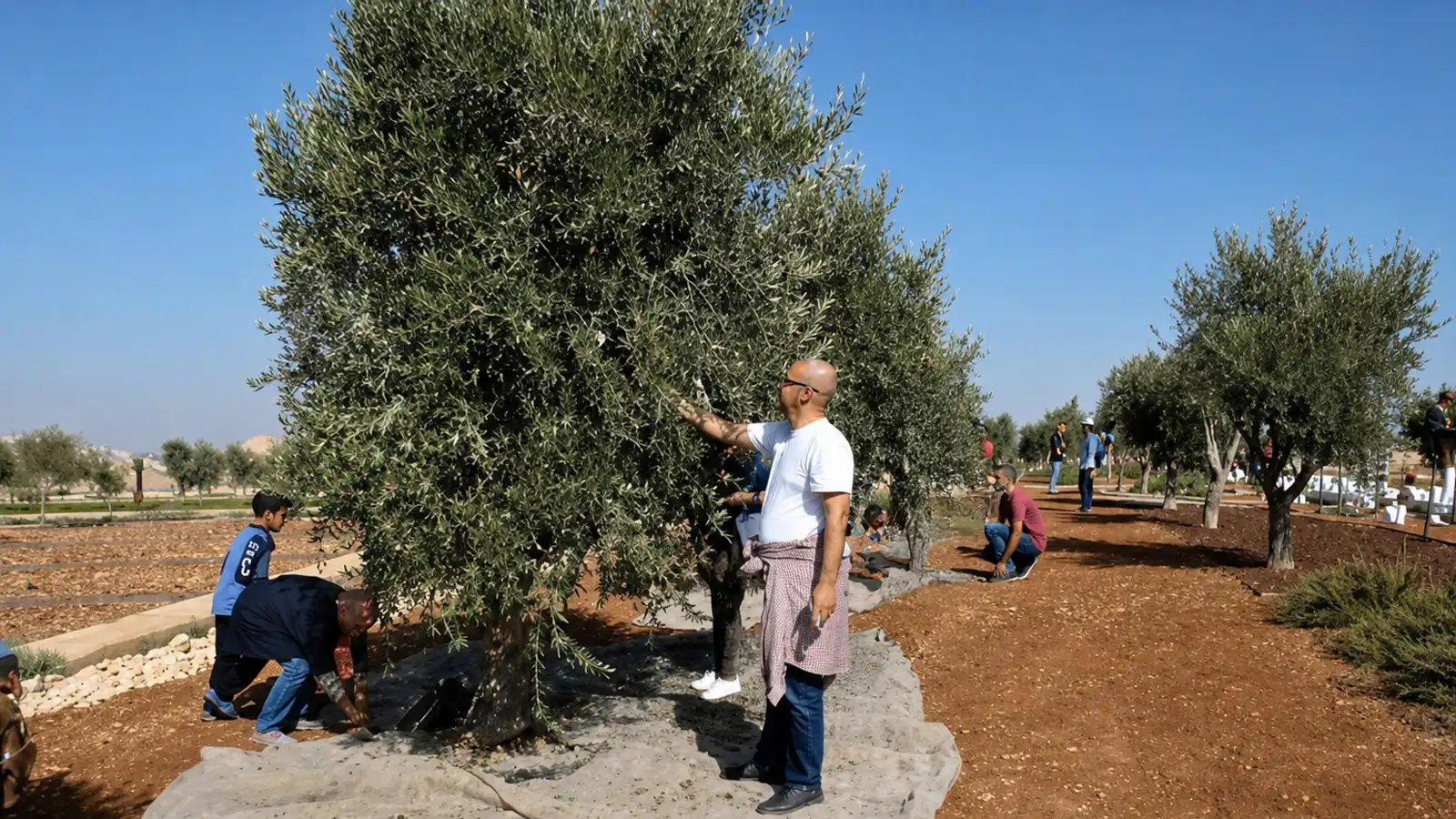 مشروع زراعة الزيتون وتربية النحل في فلسطين